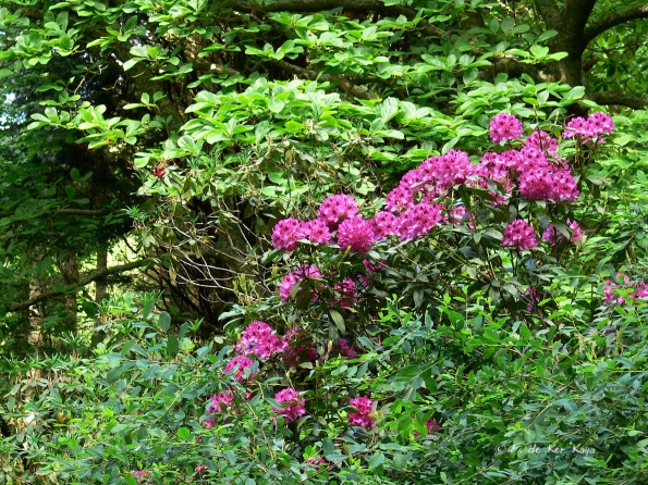 Bois des Moutiers (44) Juin 2012